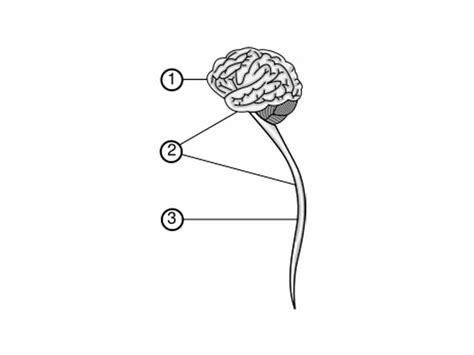 The peripheral nervous a diagram of the breakdown of the peripheral nervous system. The WikiPremed MCAT Course Image Archive - A diagram showing the CNS: - 1. Brain - 2. Central ...