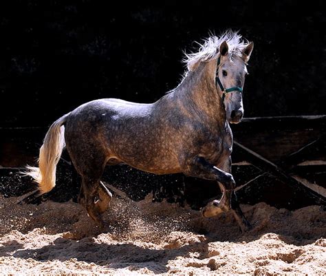 1290x2796px 2k Free Download Dappled Grey Horse Galloping