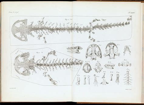 Skeleton Of A Salamander Free Public Domain Image Look And Learn