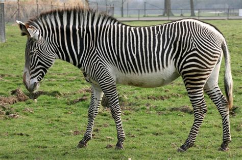 Though they all live in africa, each species of zebra has its own home area. Grevy's Zebra Facts, Habitat, Diet, Life Cycle, Pictures