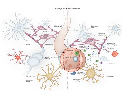 Frontiers Systemic Inflammation And The Brain Novel Roles Of Genetic