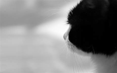 Wallpaper Cat Muzzle Hair Color 1680x1050 Coolwallpapers