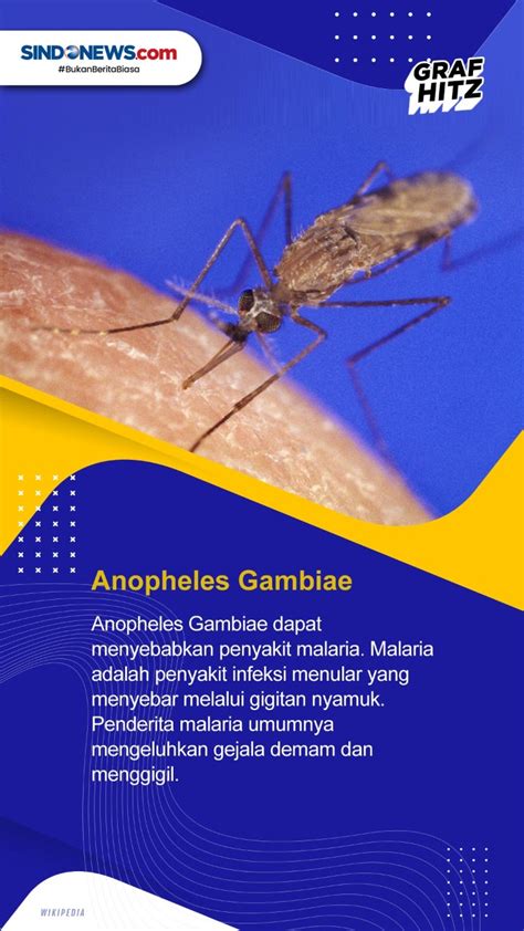 Jenis Jenis Nyamuk Dan Penyakitnya Ilmu
