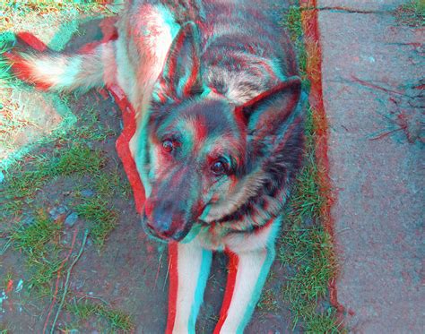 All textures and materials are included. German Shepherd Dog ( Alsation ) in anaglyph 3D Stereo red ...