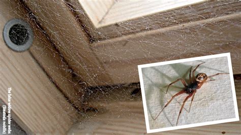 Can Doom Kill A Black Widow Spider 3 Ways To Kill Black Widow Spiders