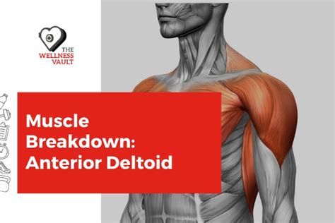 Muscle Breakdown Anterior Deltoid