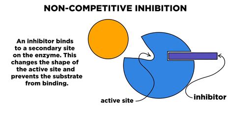 Enzyme Inhibition — Overview And Types Expii