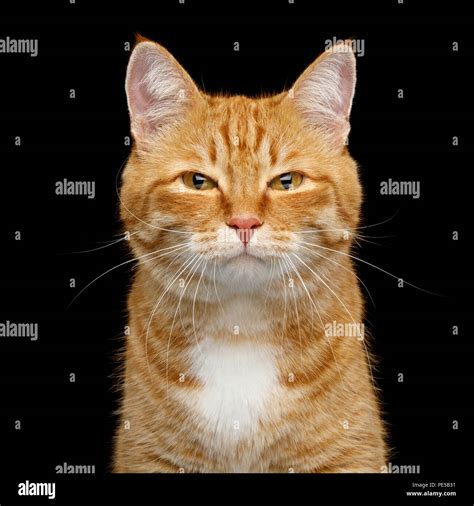 Funny Portrait Of Ginger Cat Gazing With Squinting Looks On Isolated