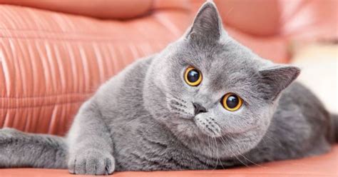 Jual Beli Kucing British Shorthair - 81021+ Nama Untuk Kucing Comel