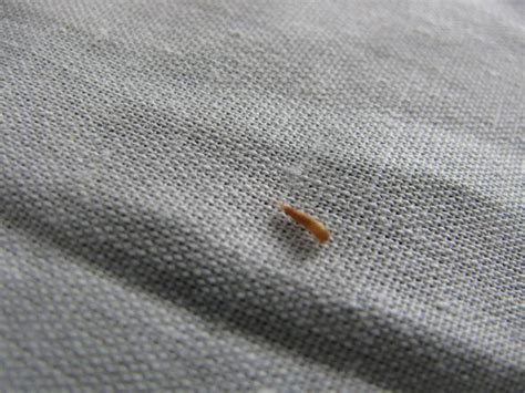 Um bettwanzen erkennen zu können, hilft es zudem sich vorzustellen, wo man sich als bettwanze verstecken würde. Tierchen im Bett und auf dem Kleiderschrank (Tiere, Haushalt)