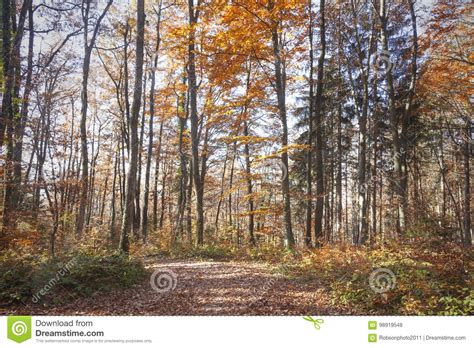 Sunny Autumn Forest Landscape Stock Photo Image Of Sunlight Tree