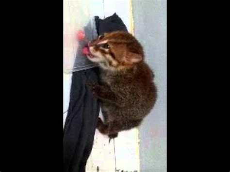 Iucn / ssc cat specialist group. rare flat headed cat found in my room - YouTube