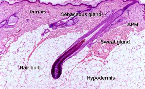 Skin Histology With Hair Follicle Sweat Gland One Hair Anatomy