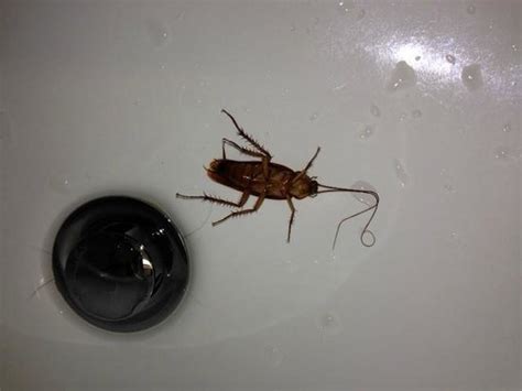 Bug In The Sink Picture Of Beach House A Holiday Inn Resort Hilton