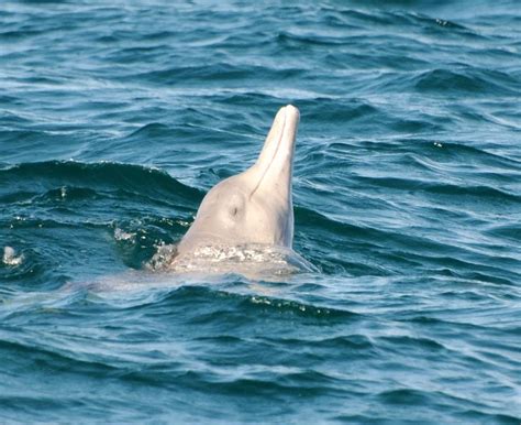 Help To Save Rare Humpback Dolphins News