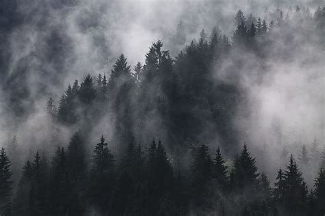Hd Wallpaper Grayscale Photography Of Forest Covered By Fogs Fir