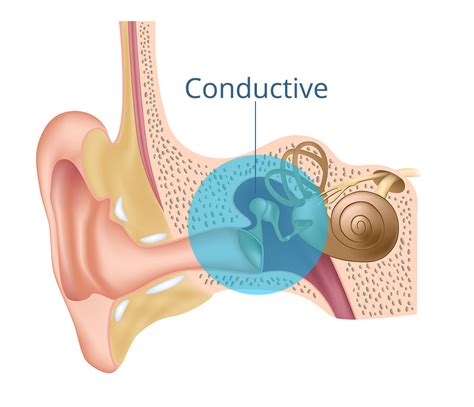 Hearing Health Facts And Information To Help With Your Hearing