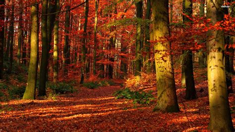 Free Download Autumn Forest Wallpaper For Desktop Hd Wallpapers