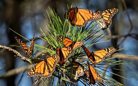 Tcn Monarch Butterflies Already In Peril Cant Seem To