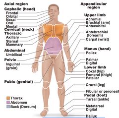 Изображение blank anatomical position diagram. anatomical position | Anatomy and physiology, Physiology ...