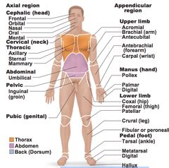 Descubra human foot bones anatomy diagram anatomical imágenes de stock en hd y millones de otras fotos, ilustraciones y vectores en stock libres de human foot bones anatomy diagram in anatomical position front and lateral view with all bone names and joints for medical education. anatomical position | Anatomy and physiology, Physiology ...