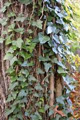 Pictures of English Ivy Climbing Vine