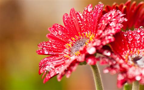 Aesthetic flower wallpapers for free download. Flower Wallpapers | | Full Desktop Backgrounds