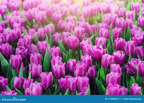 Violet Purple Lilac Tulips Background Summer And Spring Concept
