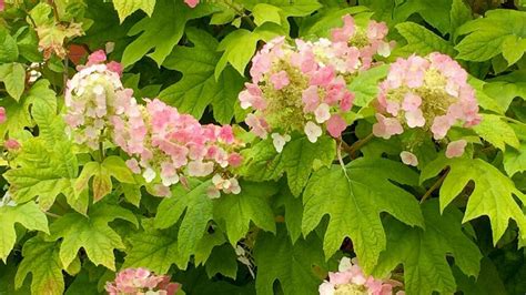 Little ruby rue (born december 15), also known as momo, is a dutch animator and artist who's known for making animation memes, particularly the boba date meme. Neil Sperry: Hurrah for oakleaf hydrangeas | Fort Worth ...