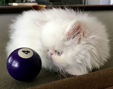 Has had one litter of 2. Persian Cats For Sale | Oklahoma City, OK #213565
