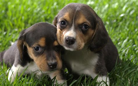 Beagle Puppy Wallpaper Wallpapersafari