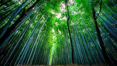 Bamboo Forest Trees Background Widescreen Bottom