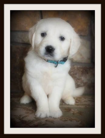 We are a family of golden retriever lovers, owners and breeders. OREGON MIST GOLDENS - Oregon Mist Goldens: English Cream ...