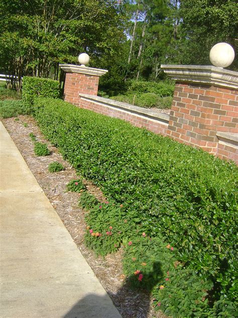 With trimming, you can keep the yew plum pine at a manageable height of 8 to 10 ft. Hedges for Landscapes in Orlando, Kissimmee, Ocoee