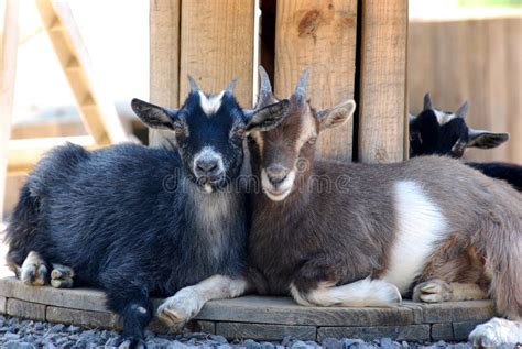 Two Goats On Farm Stock Photo Image Of Together America 14754144