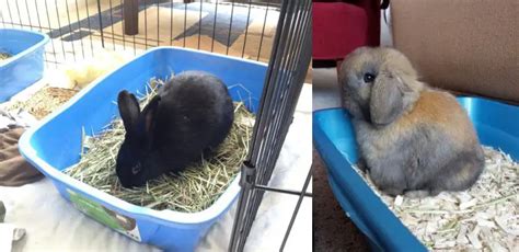 How To Stop Rabbit From Digging In Litter Box Explained In 09 Steps