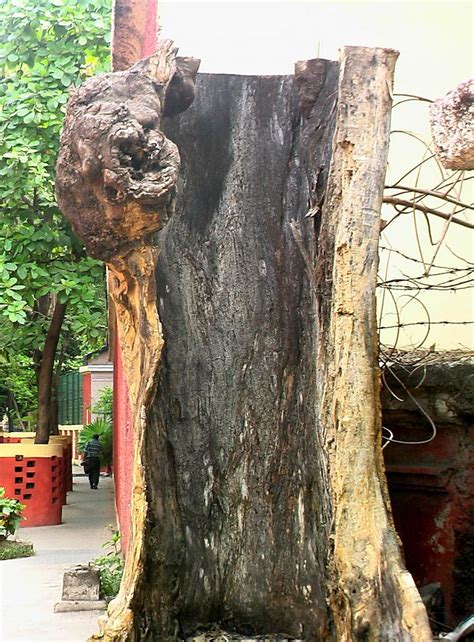 Maybe you would like to learn more about one of these? Hollow tree trunk - India Travel Forum | IndiaMike.com