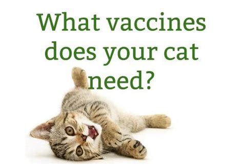 The series of vaccines is reactions to vaccines are very rare, and the vast majority are also mild and resolve without any treatment. Vaccinations - Coastal Veterinary