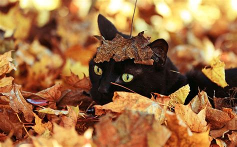 Black Cat Lays In Wait Under Leaves This Phot Was Taken In My Front
