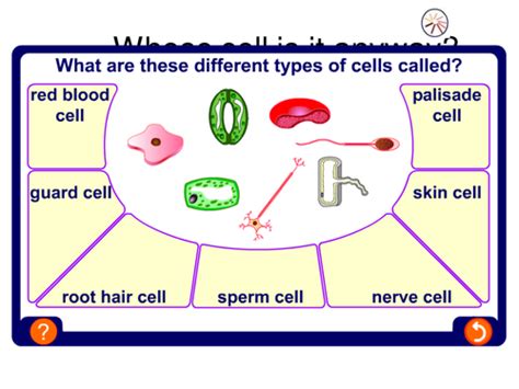Maybe you would like to learn more about one of these? Cells tissues and organs | Teaching Resources