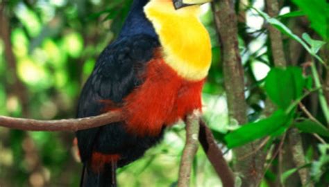 Animals And Plants In The Central American Rainforest