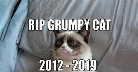 Grumpy Cat Thank You Meme