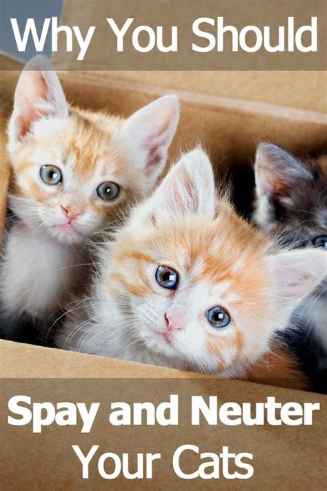 What Age To Neuter Your Cat Cat Meme Stock Pictures And Photos