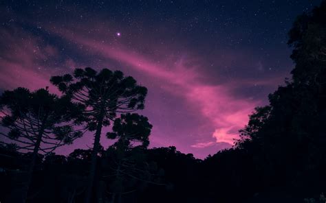 Download Wallpaper 2560x1600 Starry Sky Night Trees