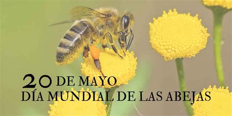 Las cuales se encargan de polinizar aproximadamente 3 mil. 20 de mayo; Día Mundial de las Abejas