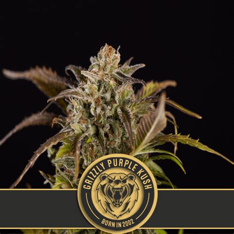 Buy Grizzly Purple Kush Feminized Seeds At The Best Price