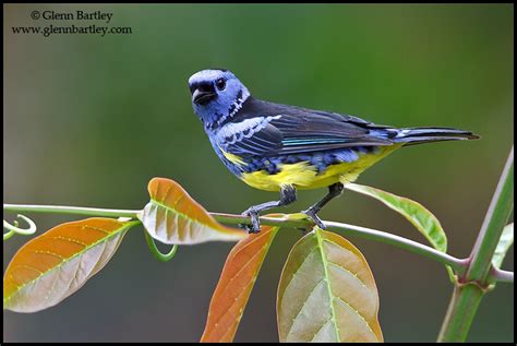 Glenn Bartley Nature Photography The Best Of 2013