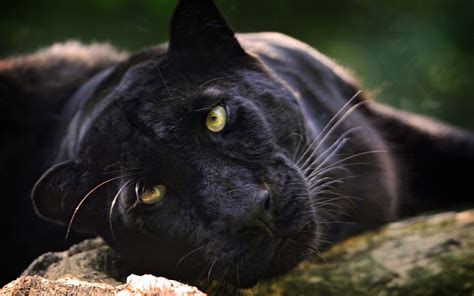 Black panther may be helping black cats beat the adoption odds. Wallpaper : black, animals, wildlife, big cats, whiskers ...