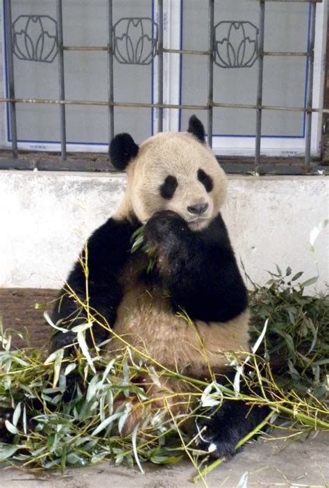 Edinburghs Giant Panda Was Artificially Inseminated Two