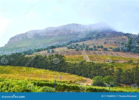Vineyards In Constantia Cape Town Stock Photo Image Of Drink Western